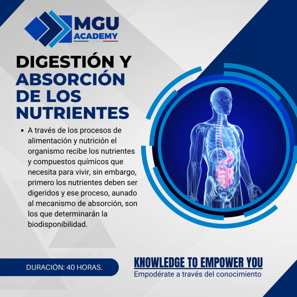 Digestión Y Absorción De Los Nutrientes – MGU Academy